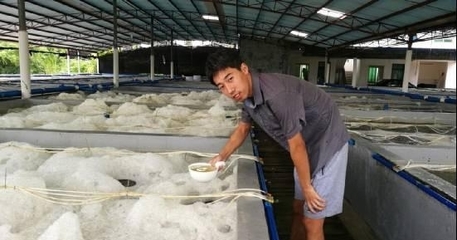 五年磨一剑 丰年虫工厂化养殖技术的神话与底气